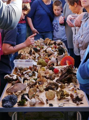 Tree, Bats & Fungi Walks at Bingley St Ives