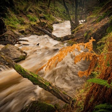 Loadpit Beck in Shipley Glen flowing fast in winter