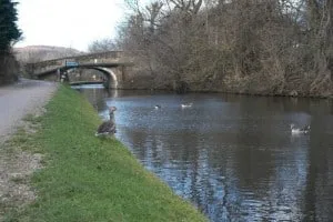 Ducks on the Leeds and Liverpool canal near Dowley Gap, Bingley