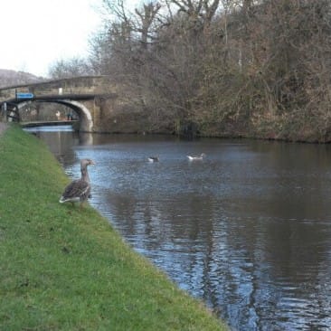 Ducks on the Leeds and Liverpool canal near Dowley Gap, Bingley