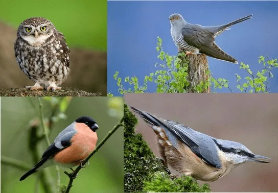 Spring Birds at St Ives Estate, Bingley