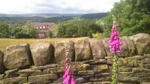 Flowers Above Lady Lane in Bingley