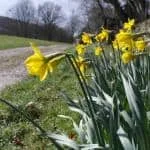 Daffodils