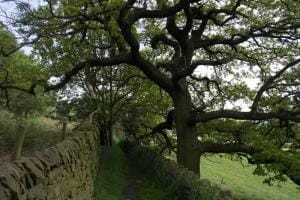 Oak Tree on path near Micklethwaite