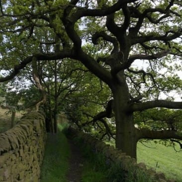 Oak Tree on path near Micklethwaite