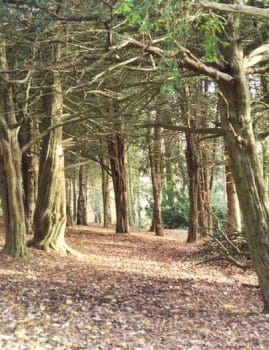 Yew Trees in St-Ives Estate, Bingley