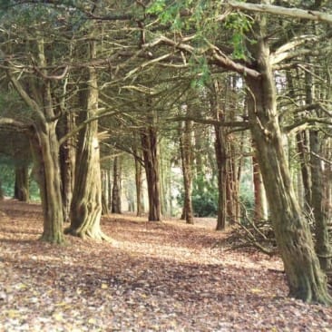 Yew Trees in St-Ives Estate, Bingley