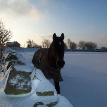 Horse in a Wintery Snow Covered Field
