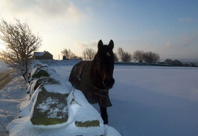 Snow Covered Field near Eldwick with Horse frolicking