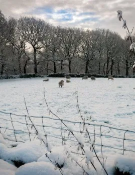 Sheep in a Snow Covered Field