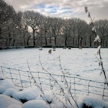 Sheep in a Snow Covered Field