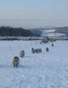 Flock of Sheep in Wintery Snow Field