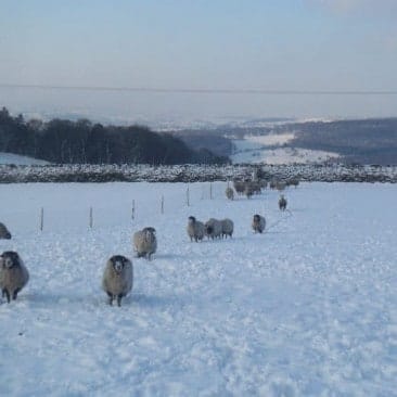 Flock of Sheep in Wintery Snow Field