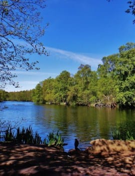View of Coppice Pond in Bingley St Ives
