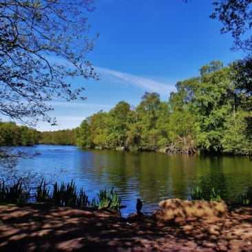 View of Coppice Pond in Bingley St Ives