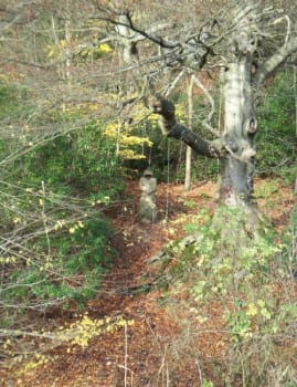 Carved Wooden Monk in St Ives Estate, Bingley