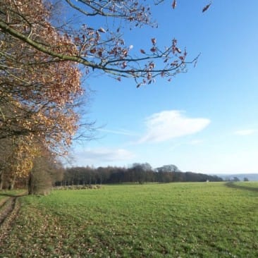 View of path in Bingley St Ives estate