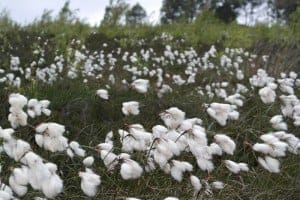 Common Cotton-grass on moorland