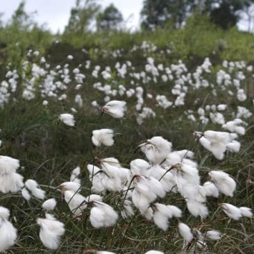 Common Cotton-grass on moorland