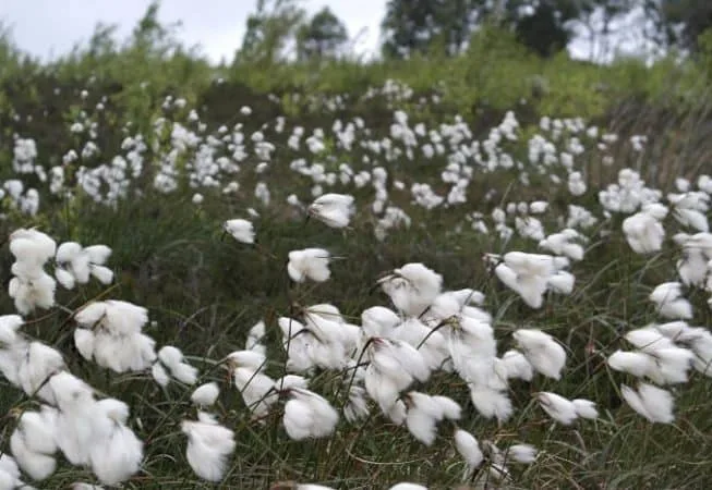 Cotton-grass plants are very common on moorland - viewed here from Catstones Moor near Ryecroft