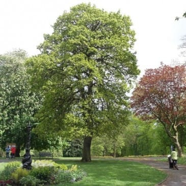 Official Grand Reopening of Cliffe Castle Heritage Park