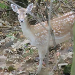 Fallow Deer