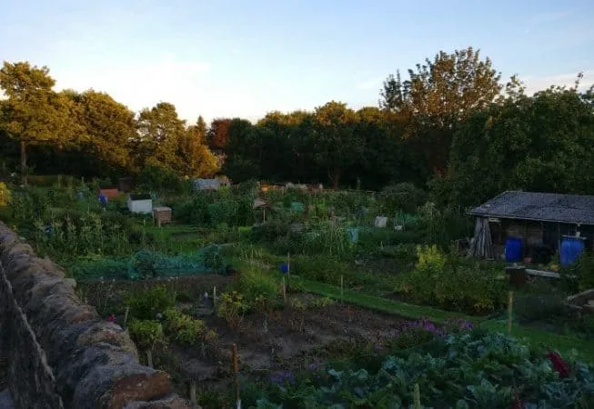 Allotments on Beck Lane in Bingley near Five Rise Locks