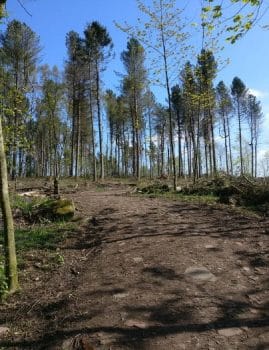 Bettys Wood in St-Ives after deforestation