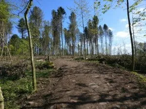 Bettys Wood in St-Ives after deforestation