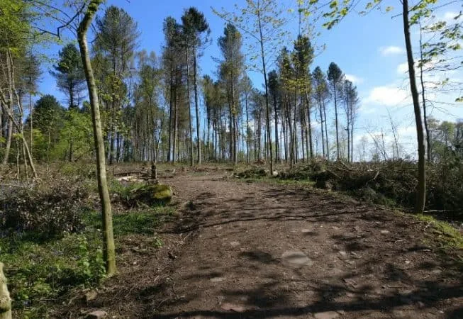 Deforestation of Bettys Wood in St Ives Estate to prevent the further spread of a disease called phytophthora ramorum 
