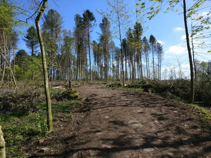 Bettys Wood in St-Ives after deforestation