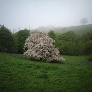 Blossomed Cherry Tree in East Morton