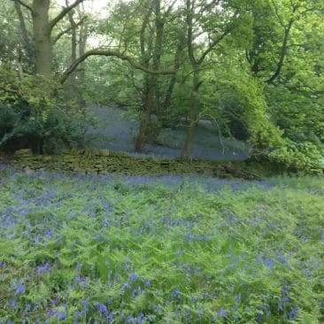 Blue Bells in East Morton
