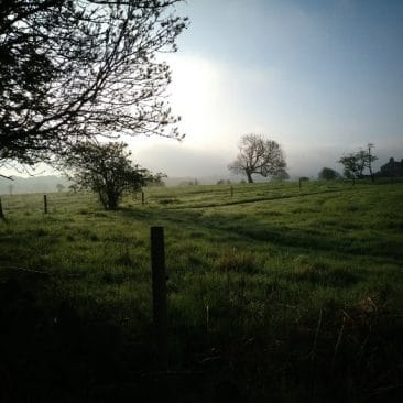 Dew in some Yorkshire meadows