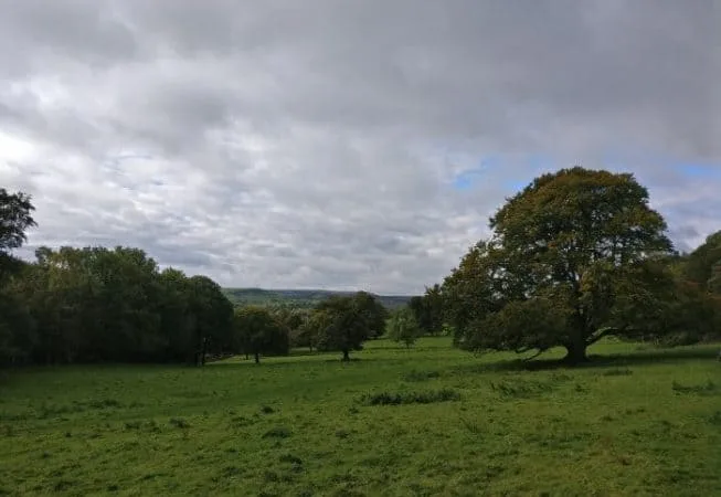 Magnificent oak trees in Low Park Meadows in St Ives Estate near Bingley