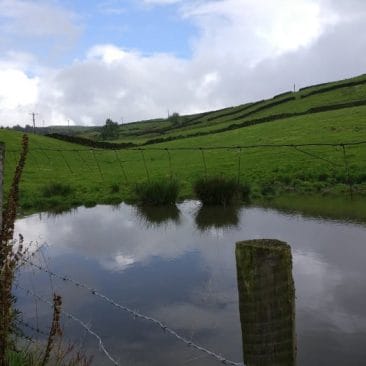 Pond in a field near East Morton