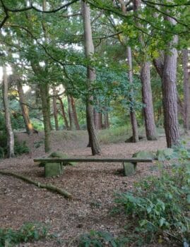 Prince of Wales Park - Bench in the Woods