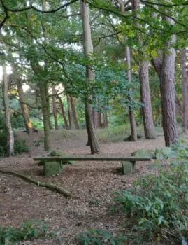 Prince of Wales Park - Bench in the Woods