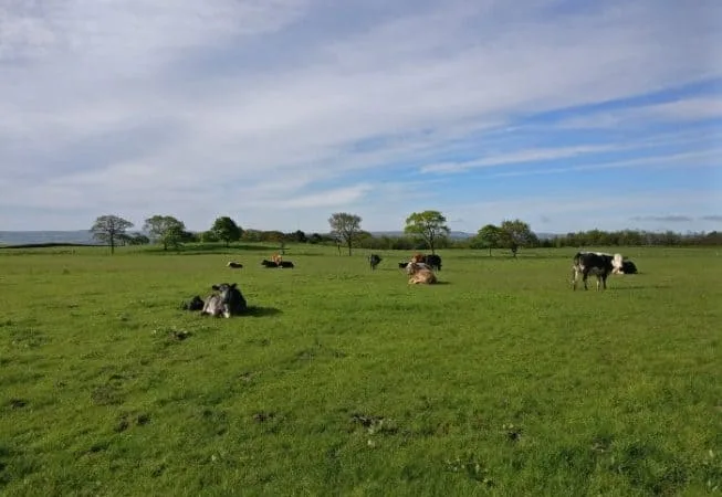 Cows in a field near Upwood Hall Farm in West-Morton