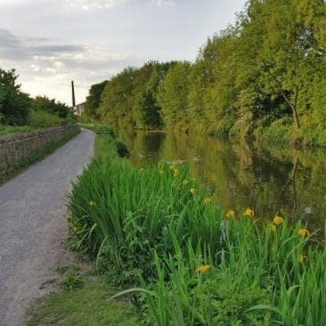 Yellow Iris on Leeds and Liverpool Canal