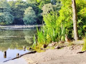 Wildlife at Coppice Pond