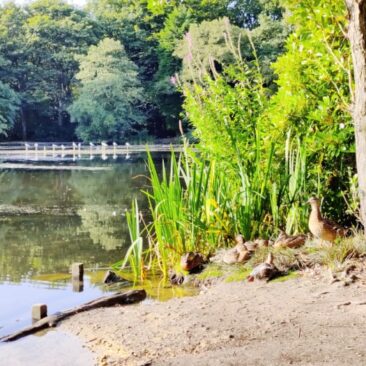 Wildlife at Coppice Pond