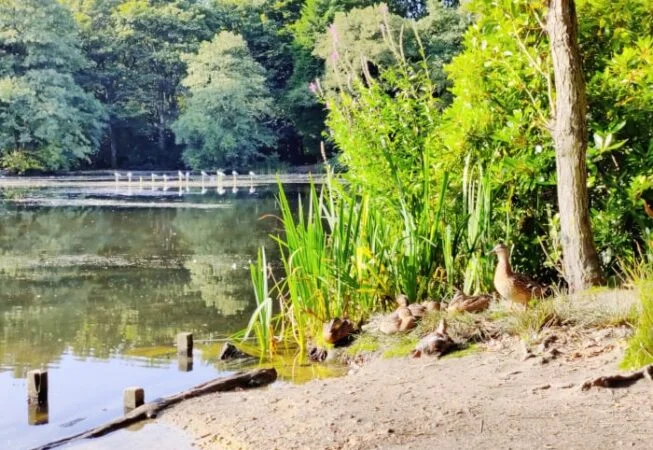 Coppice Pond is home to many sorts of wildlife