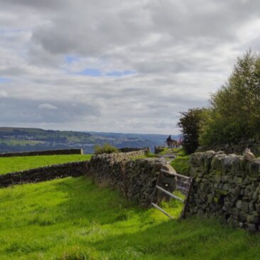 Horses on Norr Hill