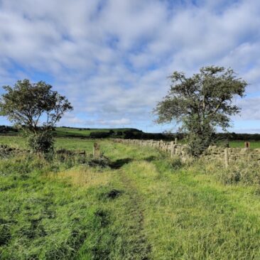 Millenium Way Path