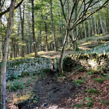 Path in Hollin Plantation