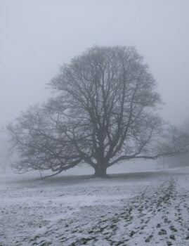 Snowed Meadows in Low Park at St-Ives Estate