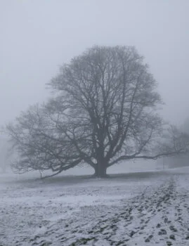 Snowed Meadows in Low Park at St-Ives Estate