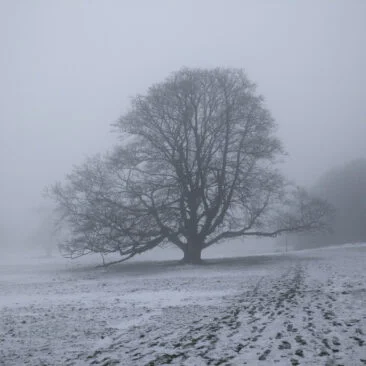 Snowed Meadows in Low Park at St-Ives Estate
