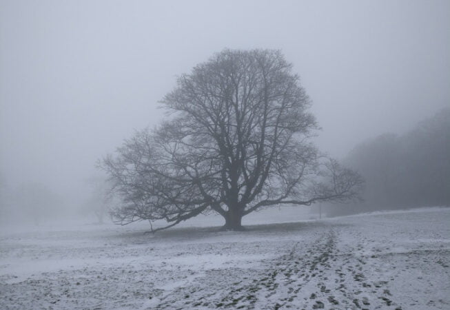 Majestic oak tree in the middle of the snowed meadow in Low Park, bottom of St Ives Estate